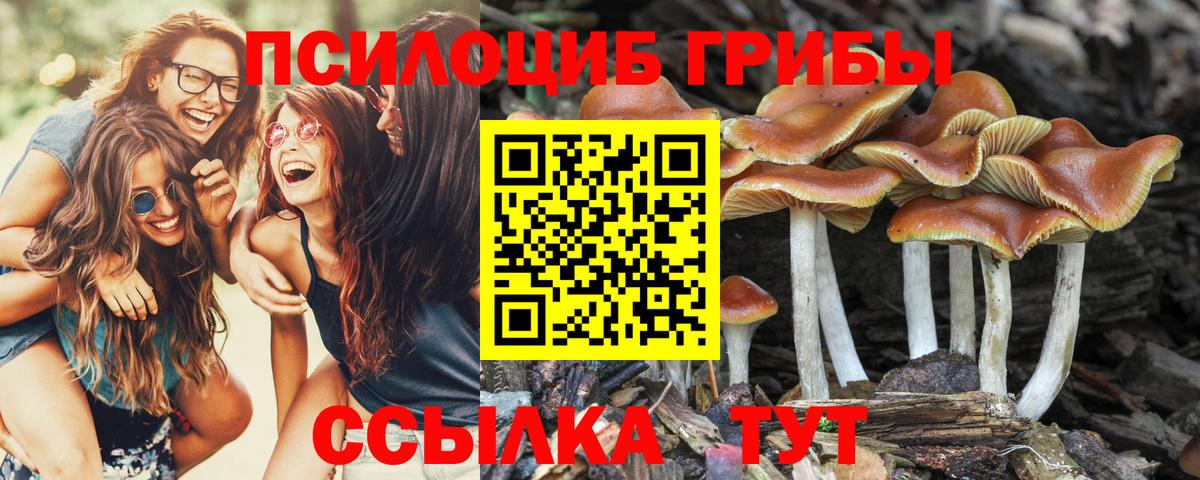 Псилоцибиновые грибы GOLDEN TEACHER  Вход с VPN  купить   Кувандык 